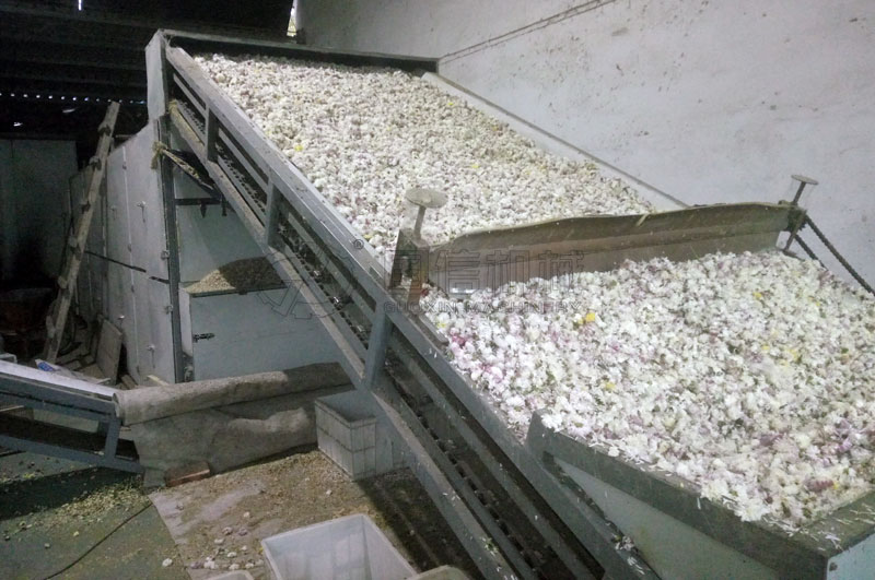 烘干懷菊花焦作武陟客戶(hù)現(xiàn)場(chǎng)